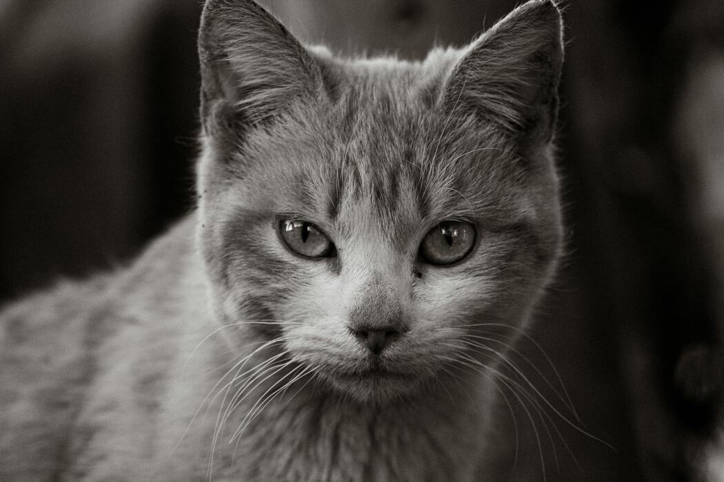 Inside the Hidden World of Animal Emotions