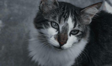 Cómo los Animales Nos Enseñan a Comunicar Sin Palabras