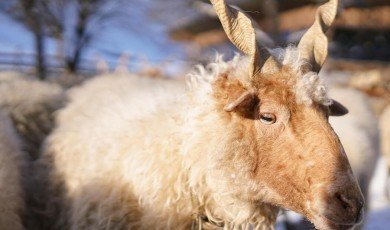 Quand les Animaux Nous Parlent Sans Mots