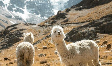 Dagli Animali Domestici alla Fauna Selvatica, Storie che Emozionano